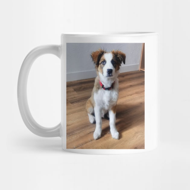 Charly Australian Shepherd Mix by Noamdelf06